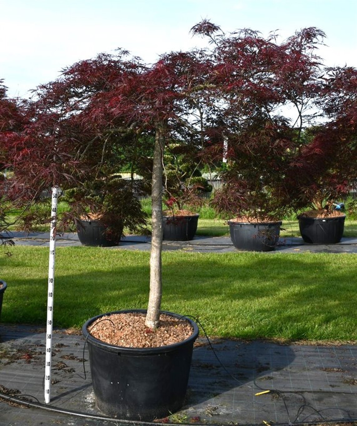 Acer pal. 'Nigrum' - 150 CM Stem Cont.